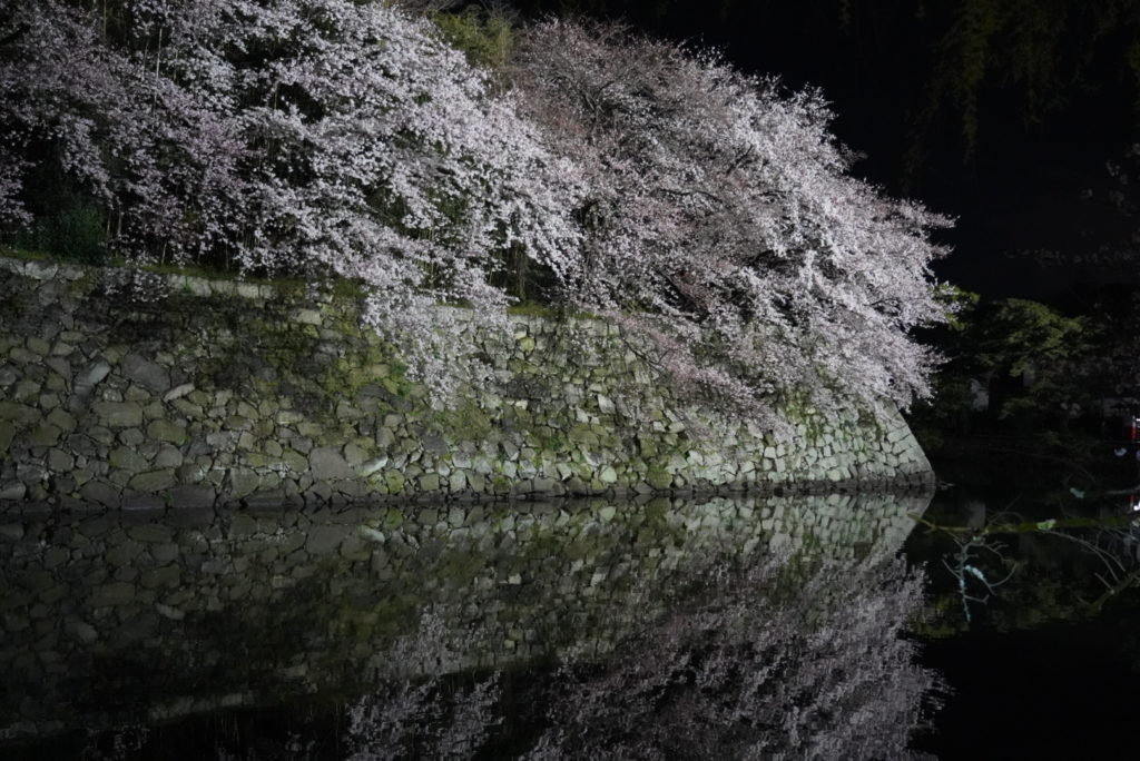彦根城の桜が満開 株式会社ムーヴテック