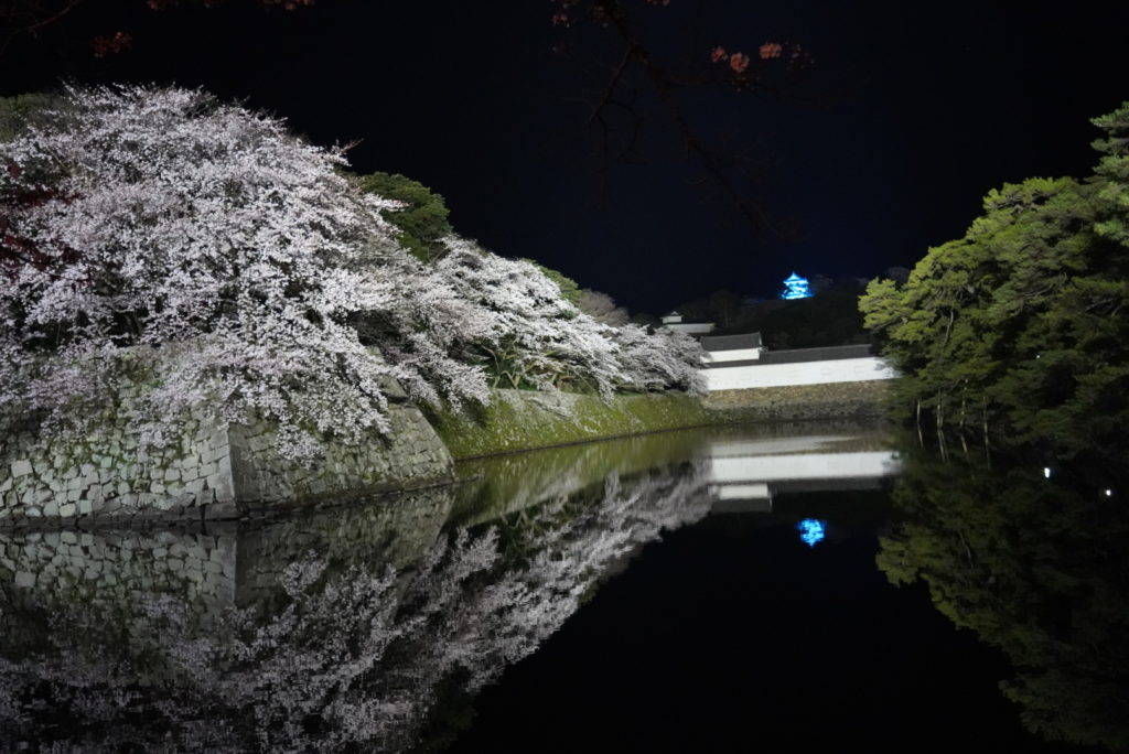 彦根城の桜が満開 株式会社ムーヴテック