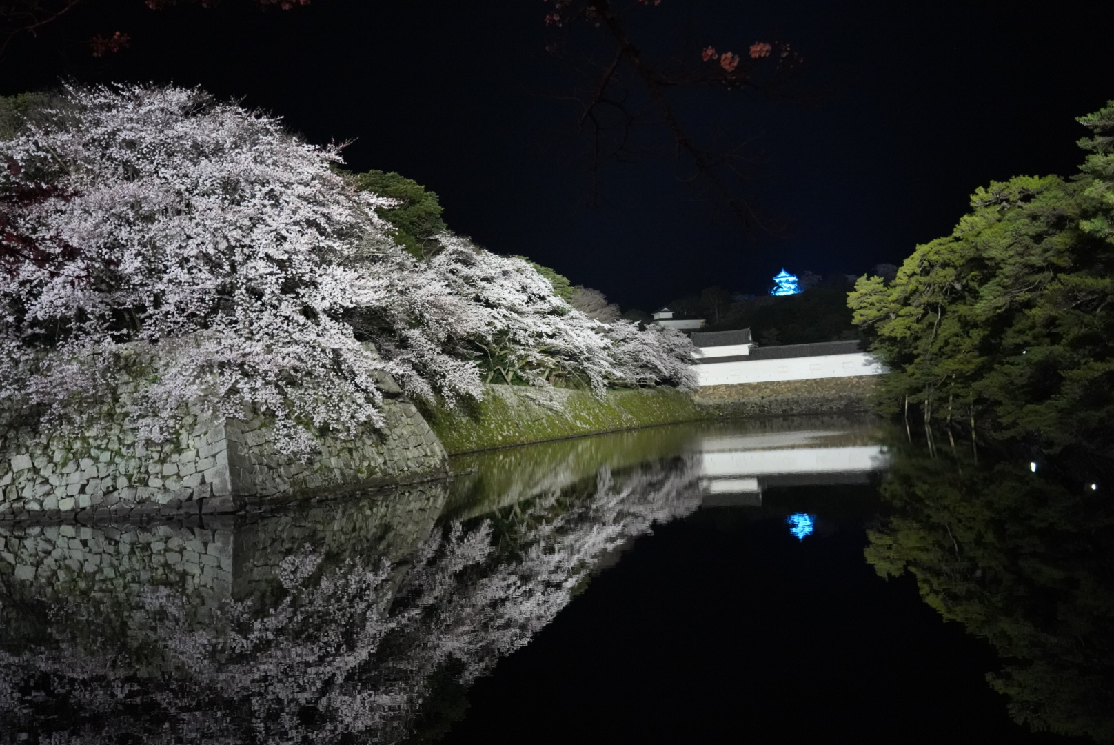彦根城の桜が満開 株式会社ムーヴテック 彦根城の桜が満開 株式会社ムーヴテック